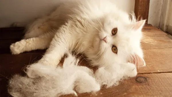 Một chú mèo gặp tình trạng rụng lông nghiêm trọng cần được chăm sóc đặc biệt