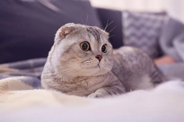 Mèo Scottish Fold
