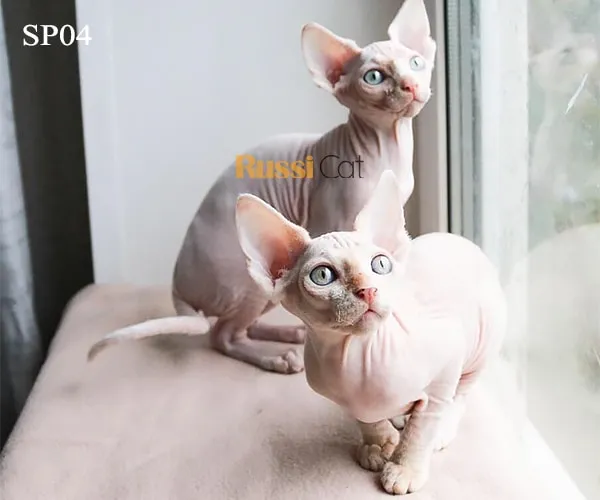 Mèo Sphynx không lông đực, 5 tháng