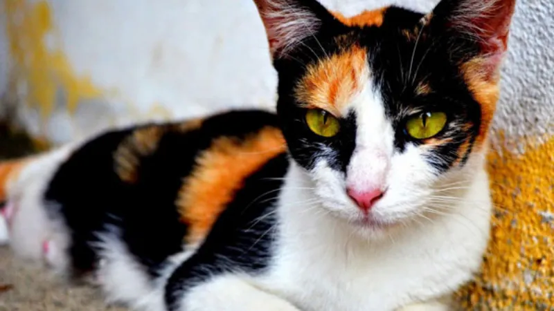 Mèo tam thể đực cực kỳ hiếm do đặc điểm di truyền đặc biệt