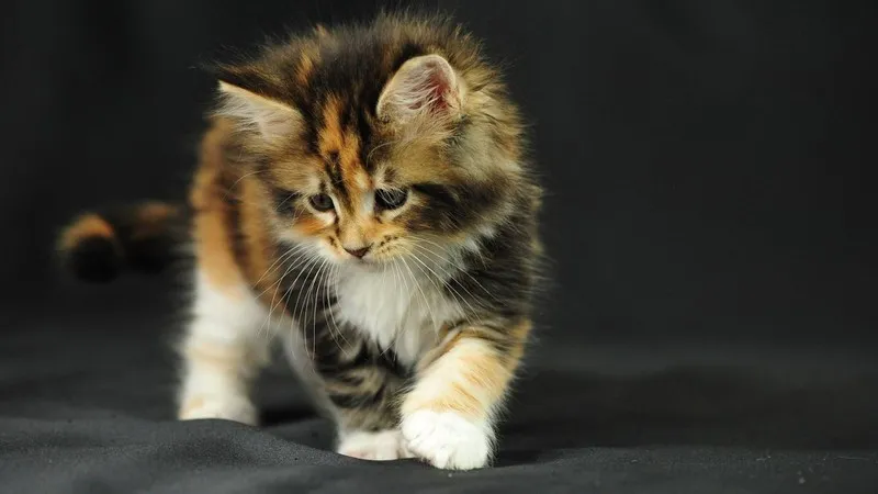 Mèo tam thể được xem là biểu tượng may mắn trong nhiều nền văn hóa