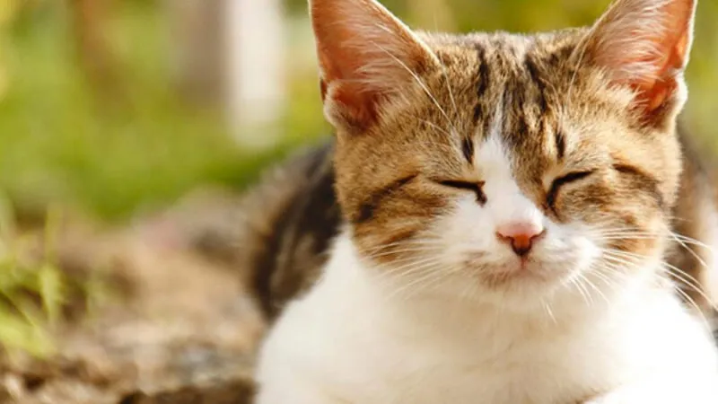 Mèo tam thể có bộ lông ba màu đặc trưng với sự phân bố độc đáo