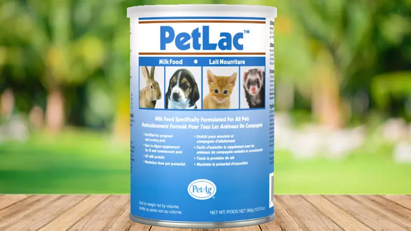 Sữa bột cho mèo con Petlac
