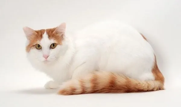 Mèo Turkish Van