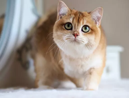 Mèo Vàng – Thân Thiện, Phù Hợp Ngân Sách Thấp