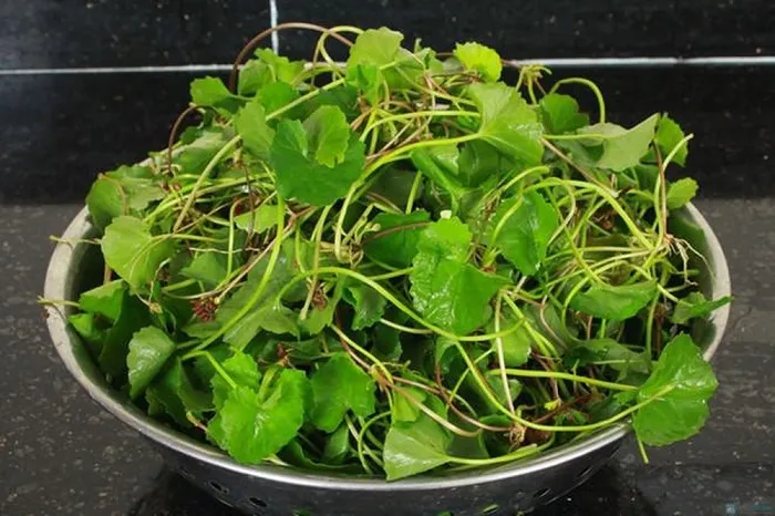 Rau củ cung cấp chất xơ giúp mèo tiêu hóa tốt và cải thiện sức khỏe làn da