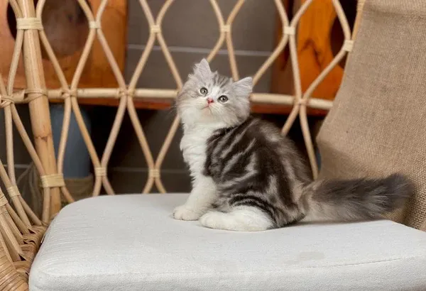 Mèo Anh lông dài màu tabby với họa tiết vân sọc đặc trưng trên bộ lông dày