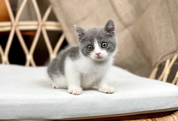 Cận cảnh chú mèo Anh lông ngắn màu xám với đôi mắt hổ phách đầy cuốn hút