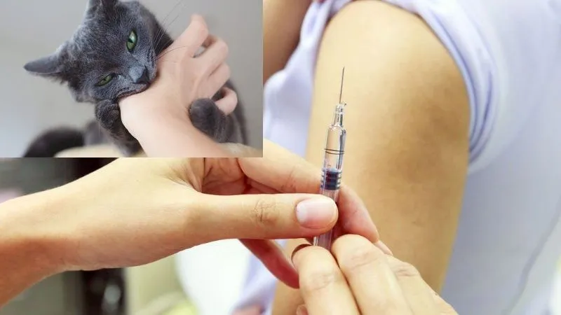 Mèo đã tiêm phòng dại cắn có sao không và cách xử lý 3