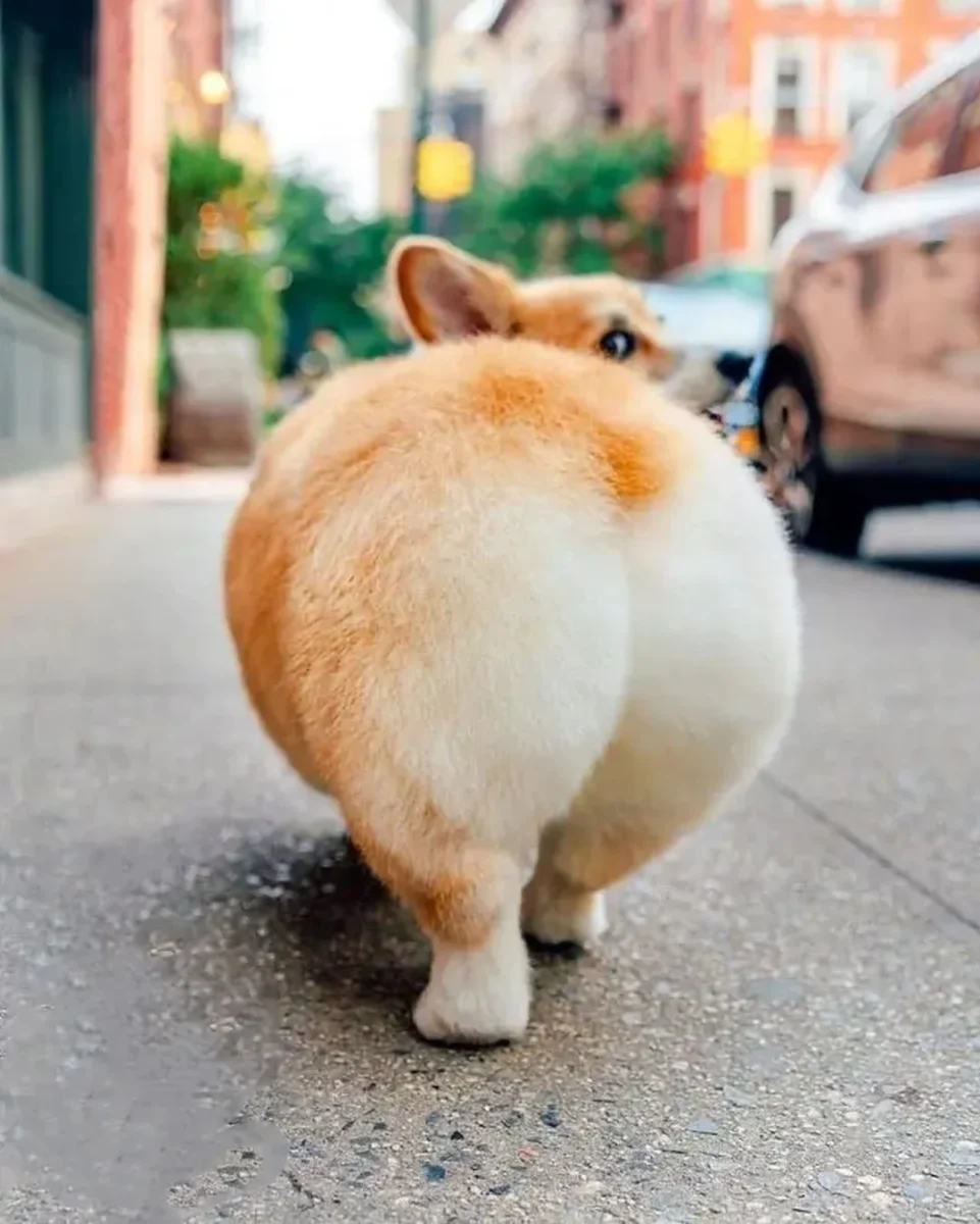 mông chó corgi được tỉa thành dáng tròn nhưng cần kiểm tra sức khỏe
