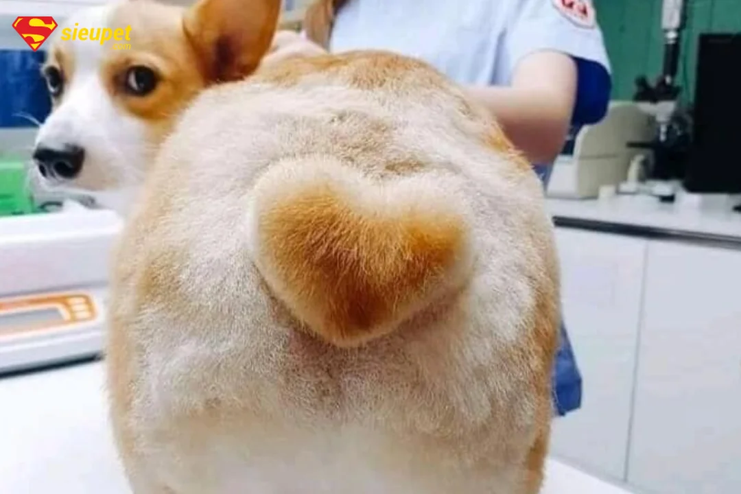 mông chó corgi hình trái tim khi nhìn từ phía sau