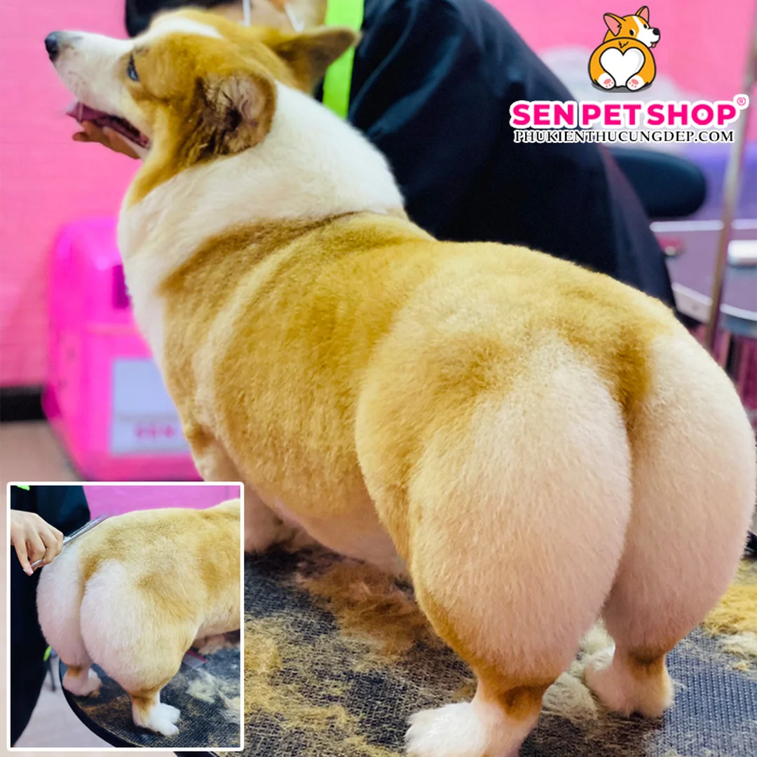 mông chó corgi sau khi được tỉa lông vệ sinh gọn gàng