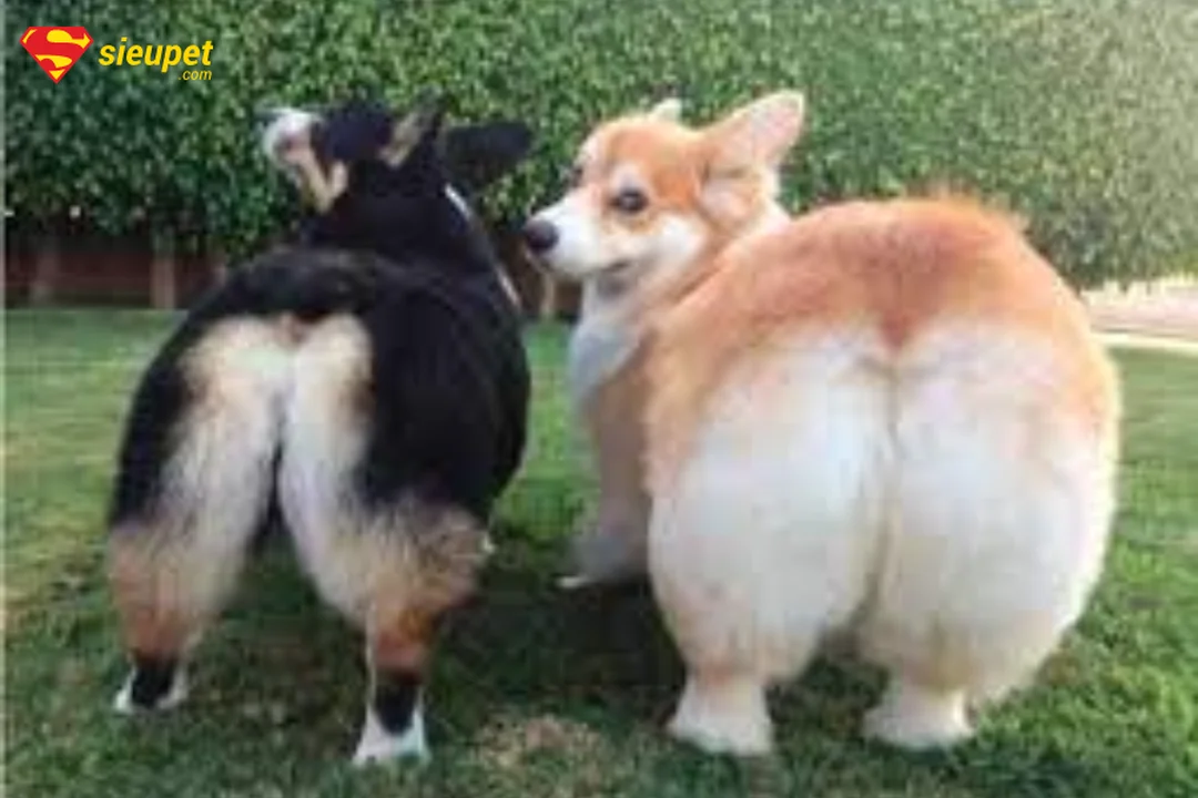 mông chó corgi tròn đầy ở giai đoạn trưởng thành
