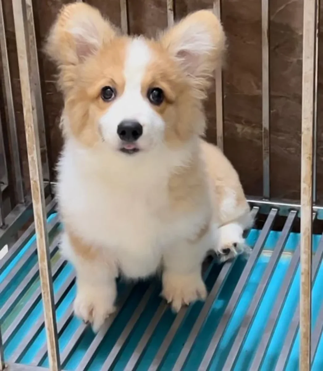 mua chó corgi hà nội - hình minh họa 1