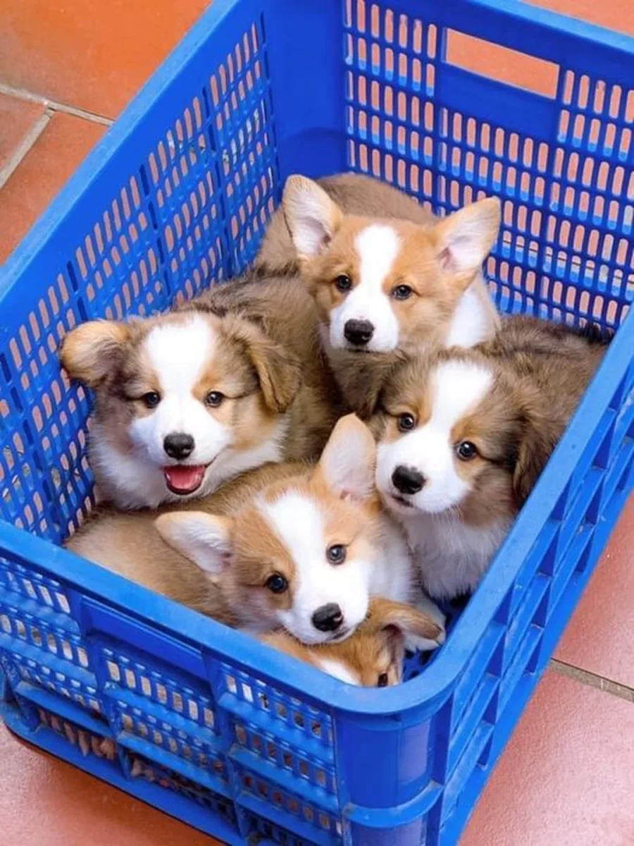 mua chó corgi hà nội - hình minh họa 2