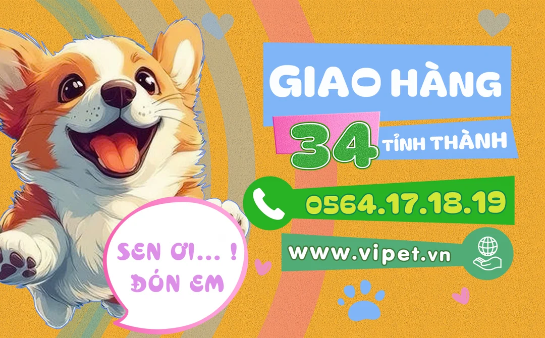 mua chó corgi thuần chủng đẹp tại Việt Nam