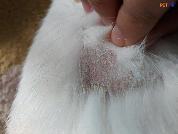 tri-viem-tai-cho-meo