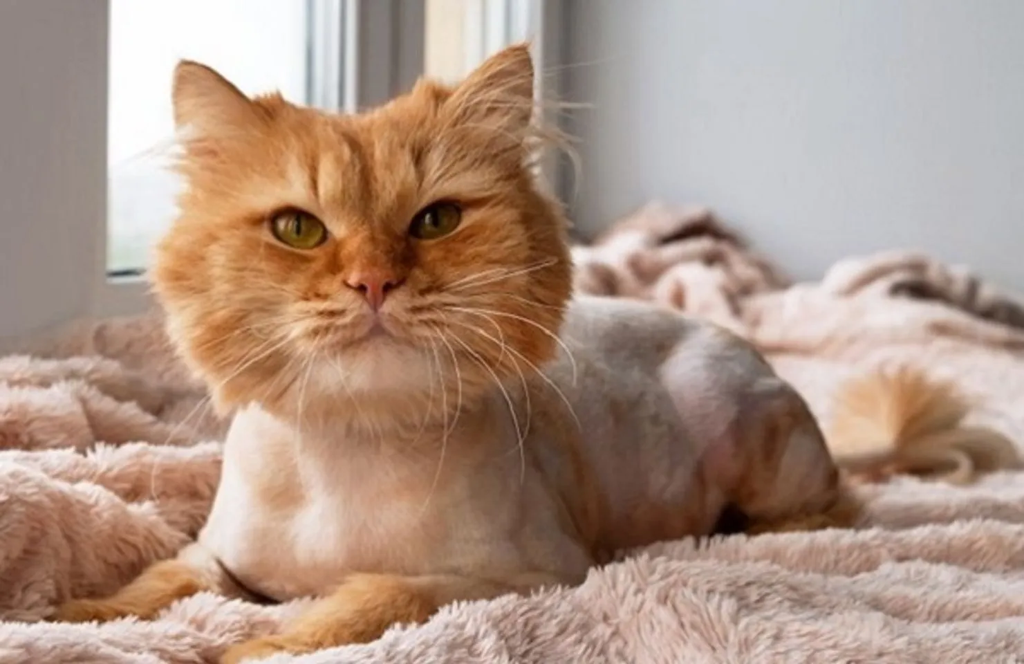 Nên cạo lông mèo khi nào