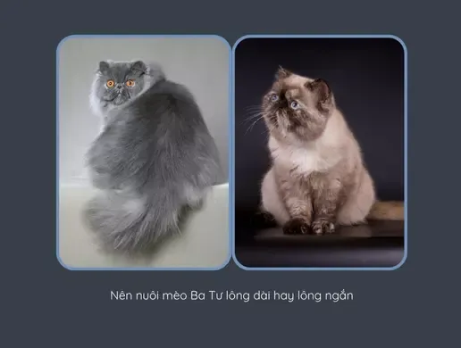 Lựa chọn giống mèo phù hợp với điều kiện sống và khả năng tài chính
