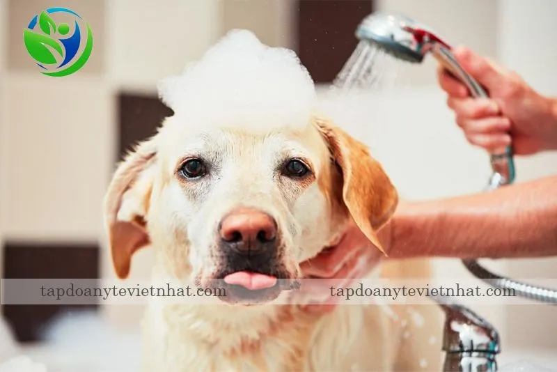 nên tắm cho cún trước khi di triệt sản