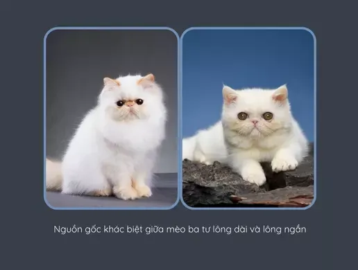 Lịch sử hình thành tạo nên những điểm nhấn khác biệt về bản năng của boss