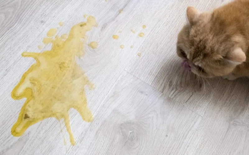 Mèo gặp tình trạng nôn trớ sau khi ăn quá nhanh hoặc ăn phải thực phẩm không phù hợp