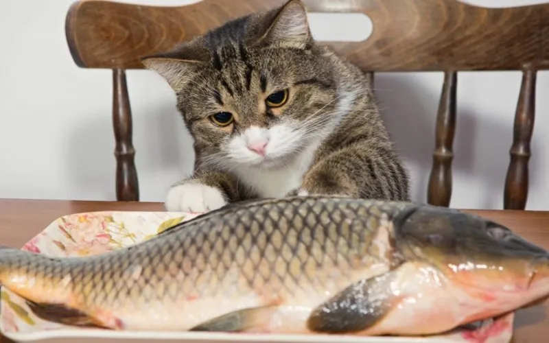 Biểu hiện mệt mỏi và ủ rũ ở mèo khi gặp các vấn đề về đường tiêu hóa