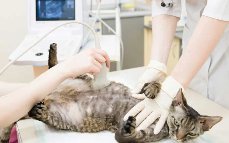 Bác sĩ thú y thực hiện kiểm tra lâm sàng để tìm nguyên nhân khiến mèo bị nôn