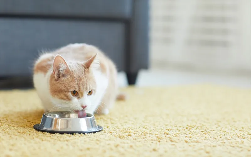 Thực hiện vệ sinh và chải lông định kỳ để bảo vệ sức khỏe hệ tiêu hóa cho mèo