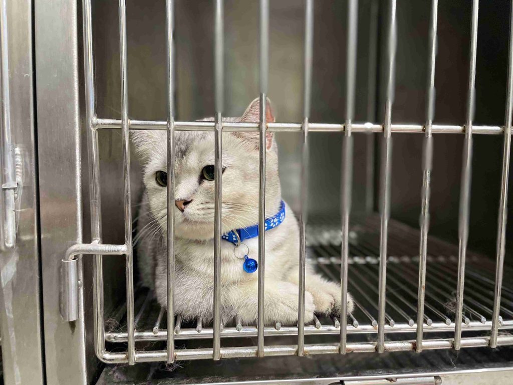 Nguyên Nhân Gây Viêm Ruột Ở Mèo