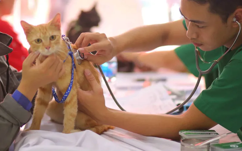 Mèo cần được theo dõi sát sao khi xuất hiện các triệu chứng bệnh lý đường ruột