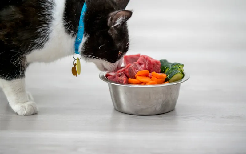 Bổ sung nước cho mèo