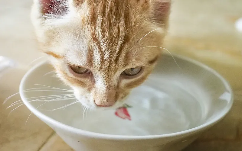 Bổ sung chất xơ hòa tan hỗ trợ làm đặc phân và ổn định đường ruột cho mèo