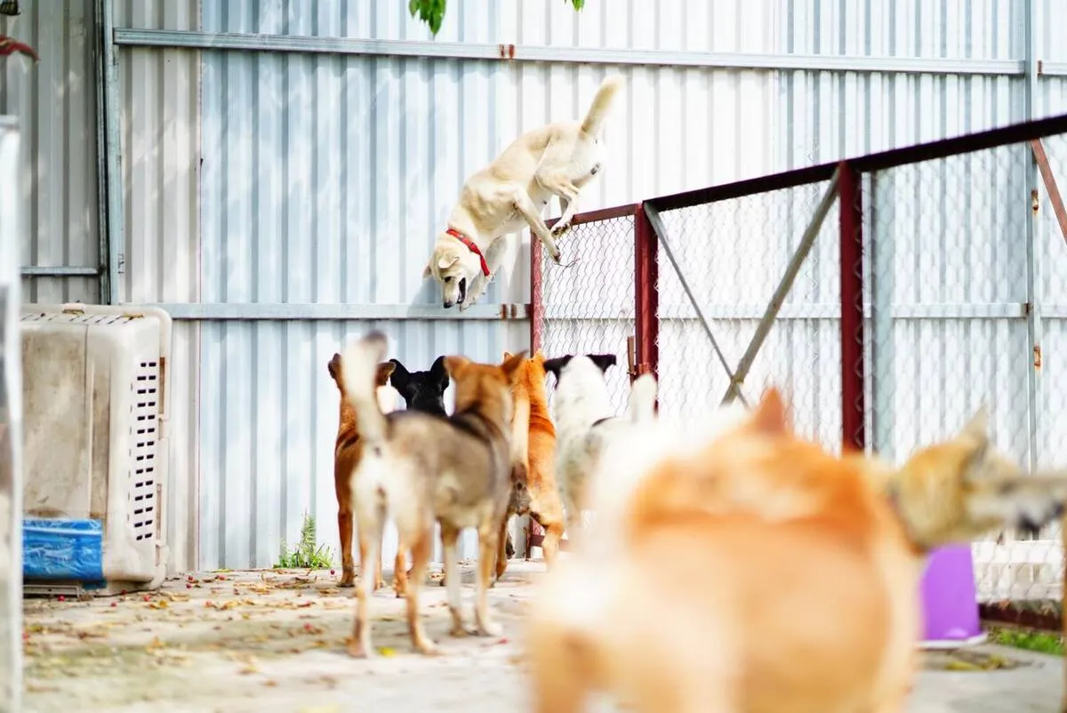 Hanoi Pet Adoption đã cứu giúp hơn 2.000 chó mèo từ 2015 đến nay