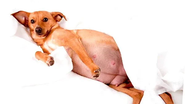 nhung-dau-hieu-nhan-biet-cho-mang-thai-4