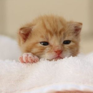 Những Điều Cần Biết Khi Nuôi Mèo Con 2 Tháng Tuổi