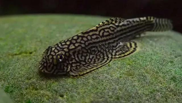 Nuôi cá dọn bể - cách làm sạch bể cá không cần thay nước