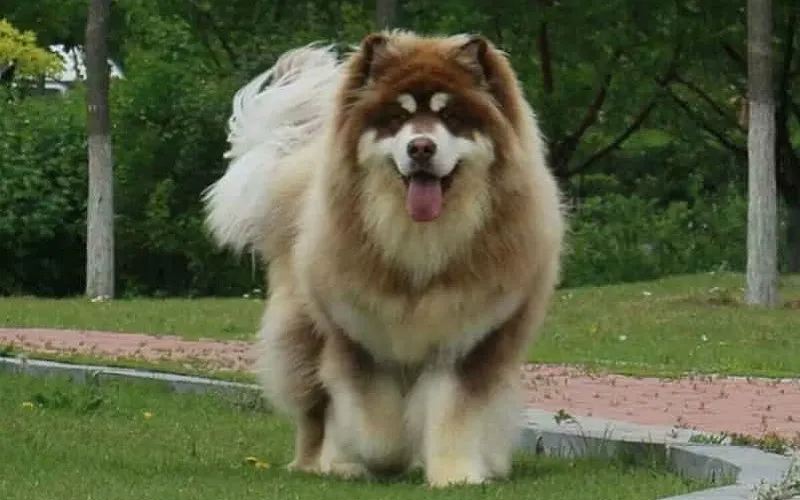 Chú chó Alaska biểu cảm đáng yêu với bộ lông dày đặc trưng
