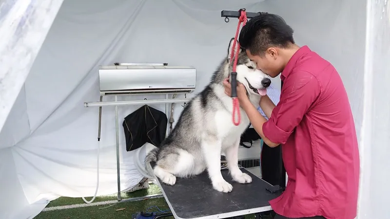 Bác sĩ thú y đang thực hiện tiêm phòng định kỳ cho chú chó Alaska