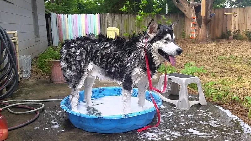 Chủ nuôi đang thực hiện chải lông cho chó Alaska bằng lược chuyên dụng