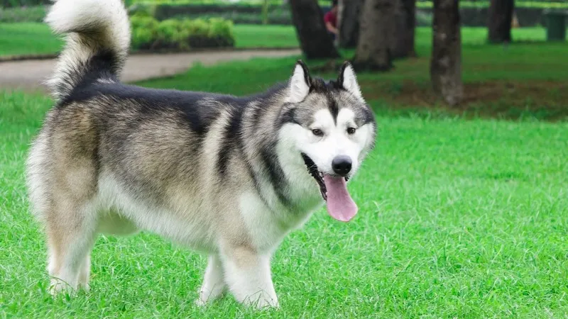 Chú chó Alaska đang chạy nhảy vui đùa trong sân vườn rộng rãi