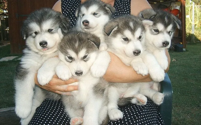 Chó Alaska con với ánh mắt tò mò đang khám phá môi trường xung quanh