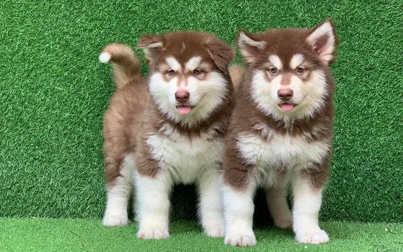 Hai chú chó Alaska trưởng thành với bộ lông rực rỡ dưới ánh nắng