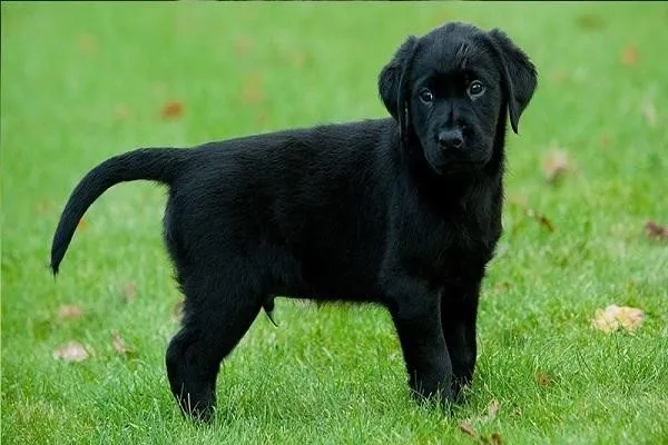 Khoa học về chó đen