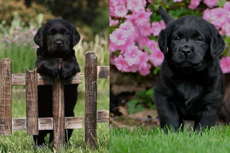 Huấn luyện chó đen