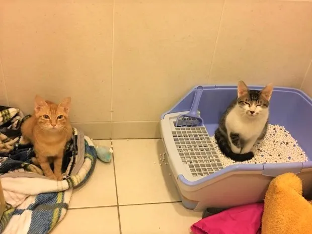 Nuôi mèo ở phòng trọ cần sự đồng ý của chủ nhà