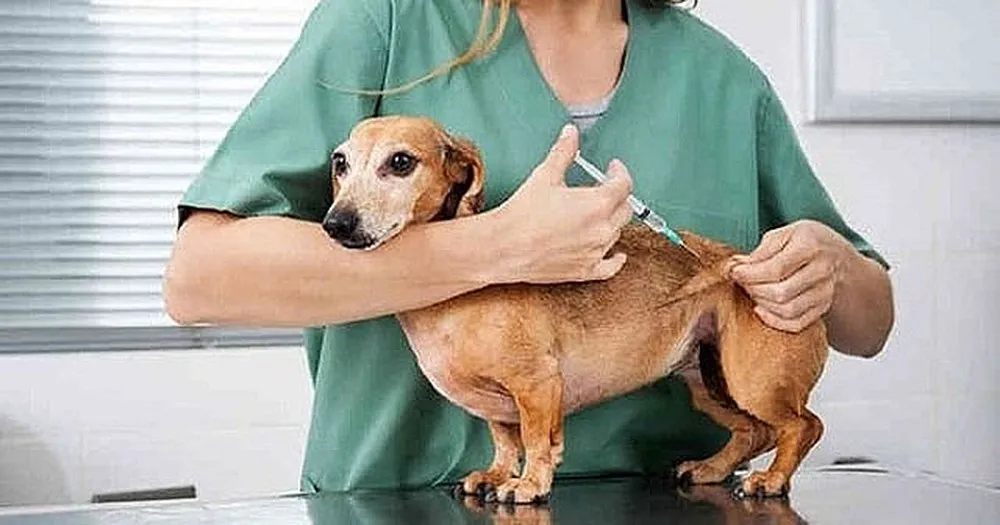 Tắm rửa cho mèo trong phòng trọ