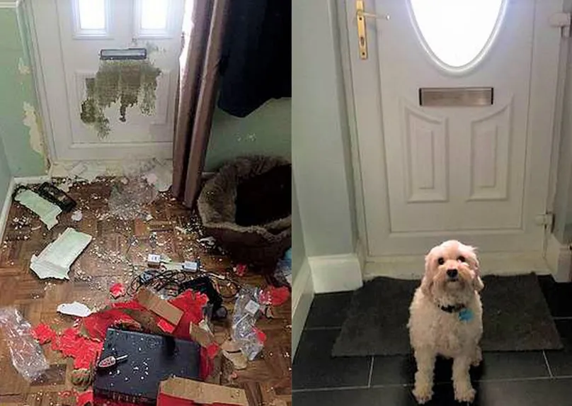 Khay vệ sinh cho mèo trong phòng trọ