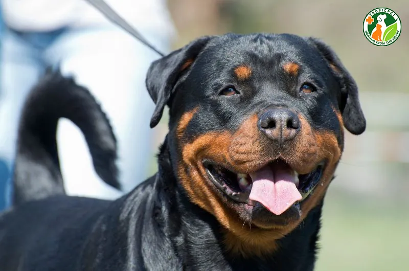 Rottweiler rất điềm tĩnh, quyết đoán và trung thành