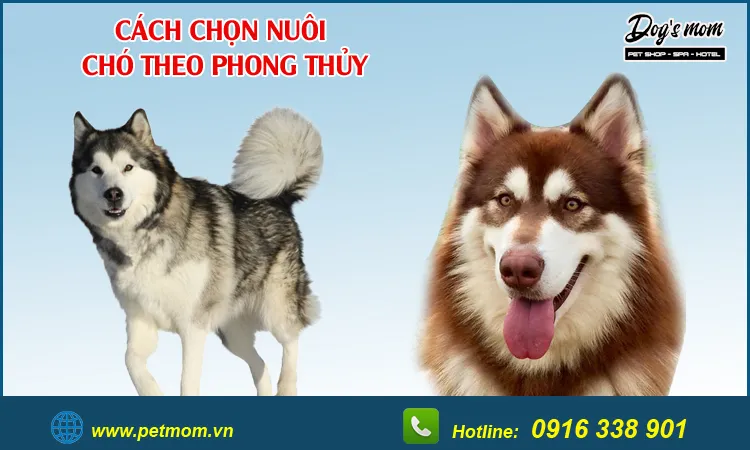 Những chú chó có màu sắc hợp mệnh giúp cân bằng năng lượng trong không gian sống của gia chủ